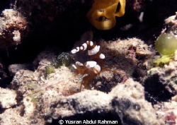 Its Squat Shrimp... by Yusran Abdul Rahman 